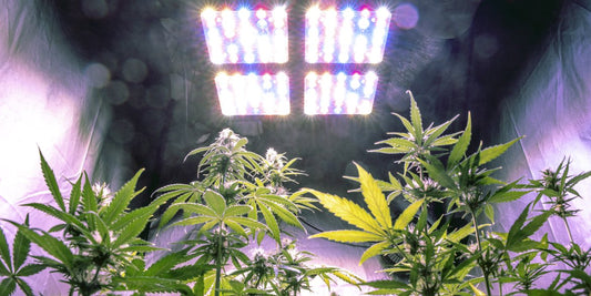 Autoflower Lichtzyklus verstehen & Ertrag steigern