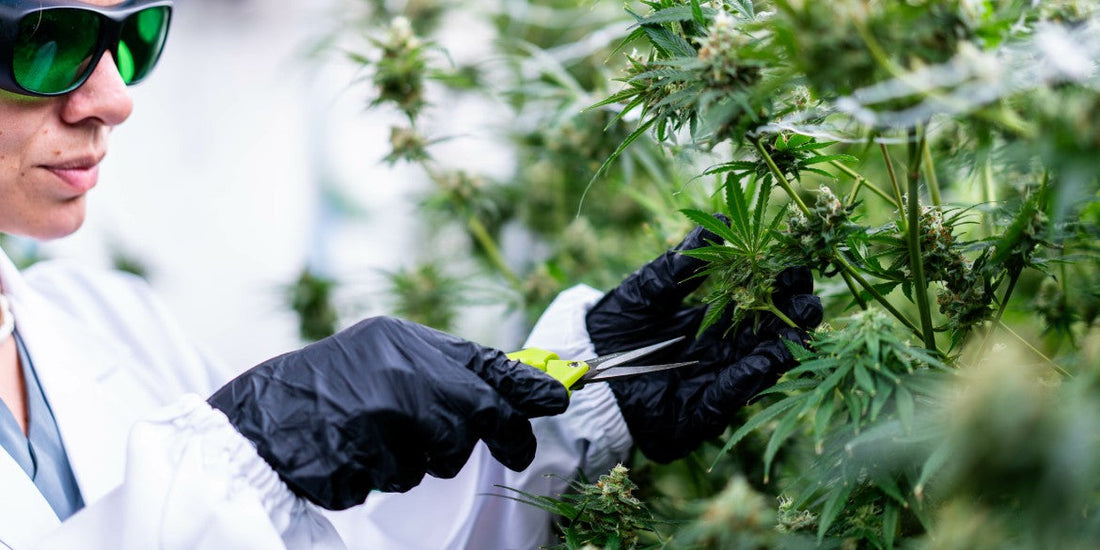 Autoflower beschneiden: Mehr Ertrag oder mehr Stress?