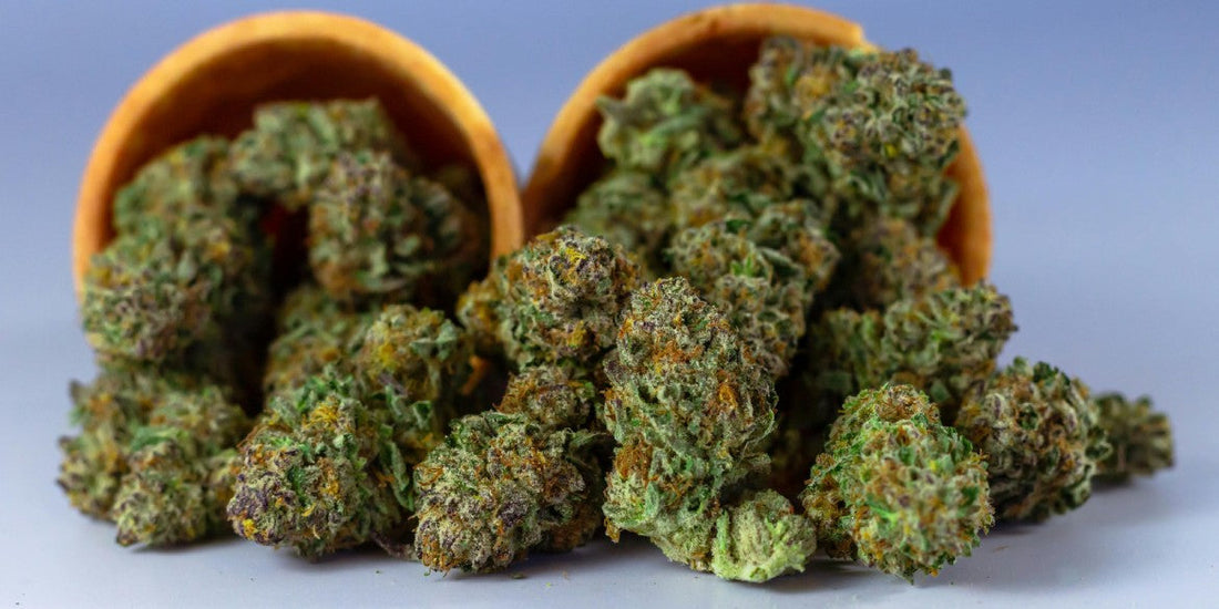 Autoflower ernten: Dein Fahrplan zur erfolgreichen Endphase