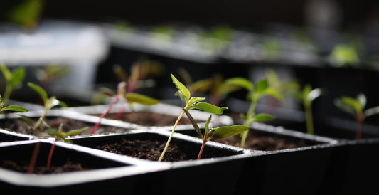 Autoflowering Samen keimen lassen: Die Grundlagen