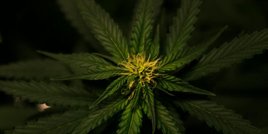 Blütephase Autoflower: So erkennst und förderst du sie