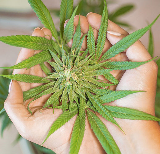 Cannabis Bltephase: Das musst du wissen I East Smoke
