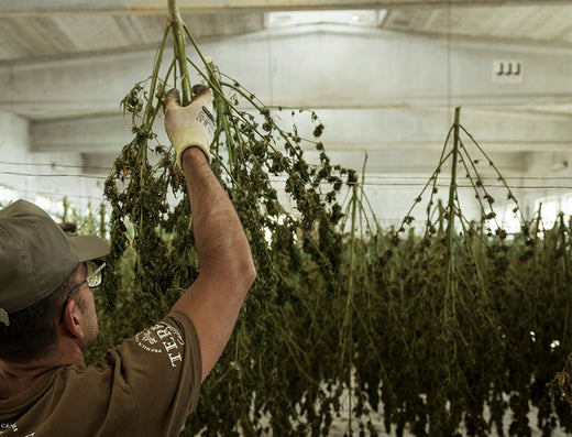 cannabis trocknen und aushaerten