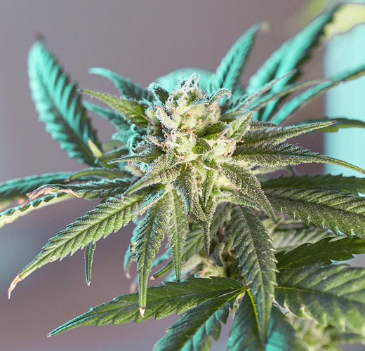 Vorblte von Cannabis: Schlssel zur Ernte I EAST SMOKE  East Smoke