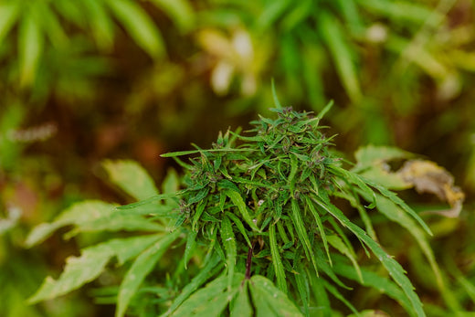 cannabis pflanze