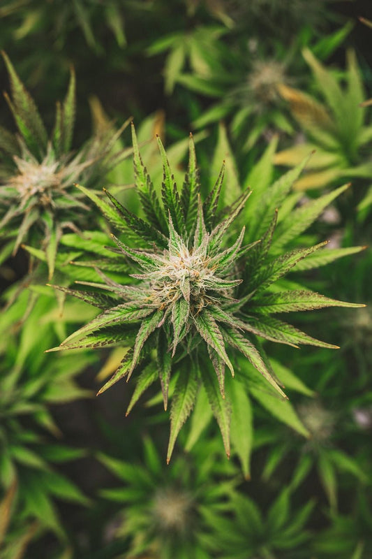 Der ultimative Guide zum Thema Cannabis Nährstoffbrand