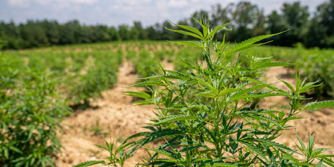 Cannabis Outdoor Grow: Vom Samen bis zur Ernte