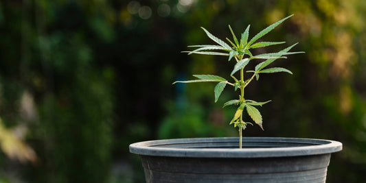 Das Fundament für fette Buds: Die richtige Topfgröße für Autoflower