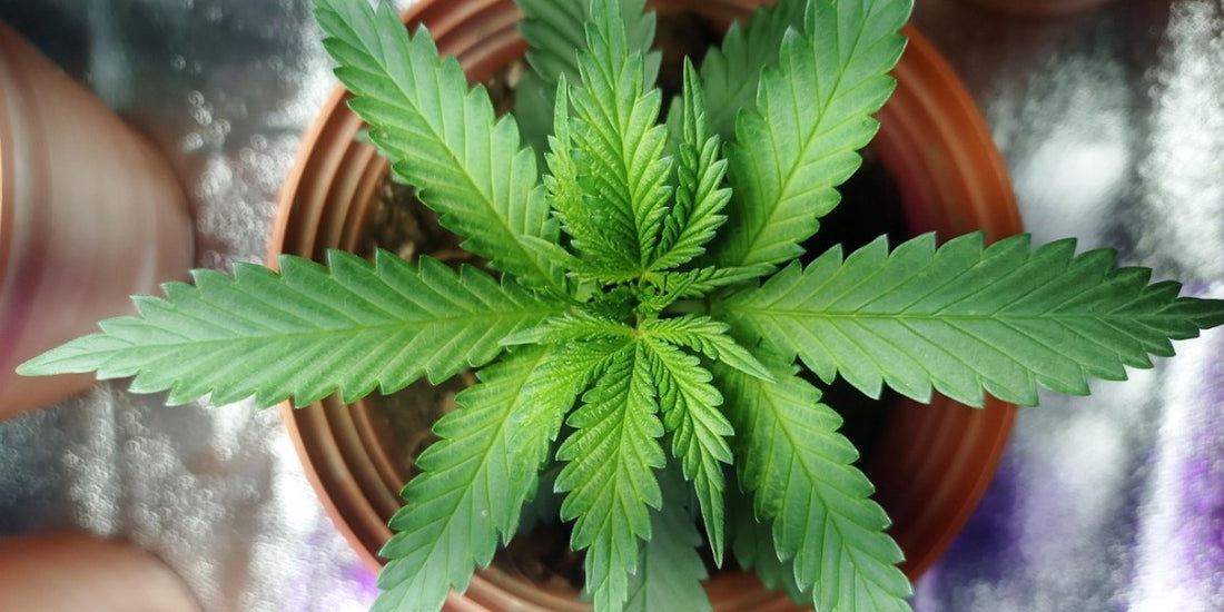 Vorblüte Autoflower: Erkennen, Verstehen, Handeln