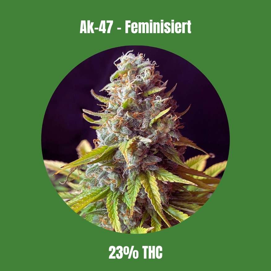 Ak-47 - Feminisiert 🌱
