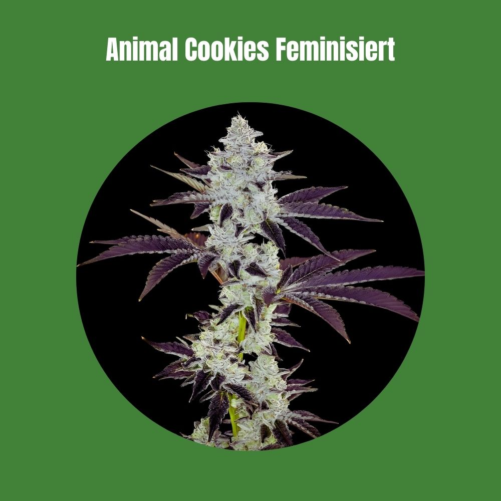 Animal Cookies - Feminisiert (25% THC) 🌱