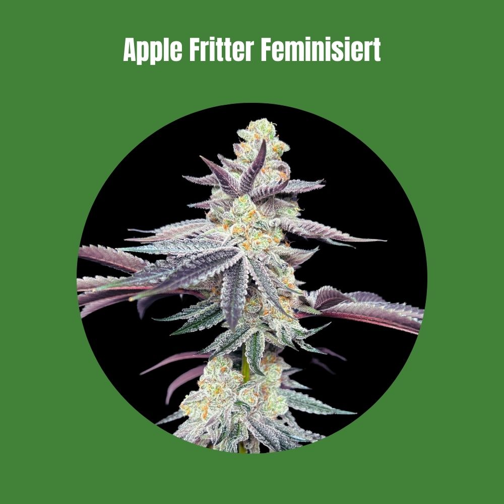 Cali Apple Fritter - Feminisiert (30% THC) 🌱