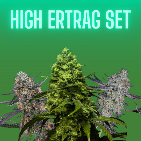 Cannabissamen Set - High Ertrag - 3x3 Samen