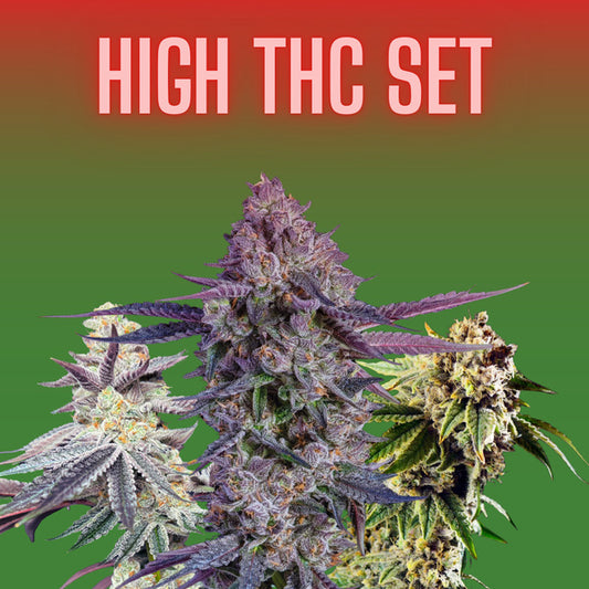 Cannabissamen Set - High THC