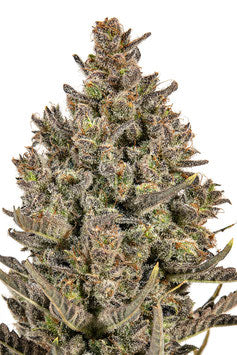 JYM's Lemon Haze