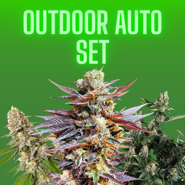 Cannabissamen Set - Outdoor - 3x3 Samen auto