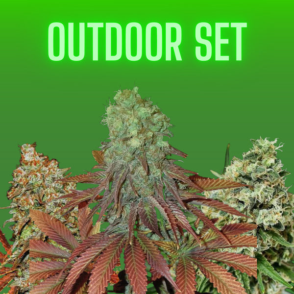 Cannabissamen Set - Outdoor - 3x3 Samen