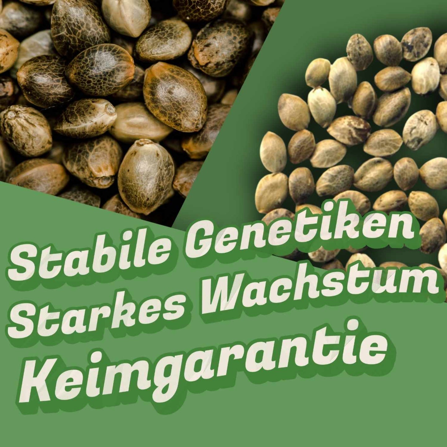 Cannabis Samen