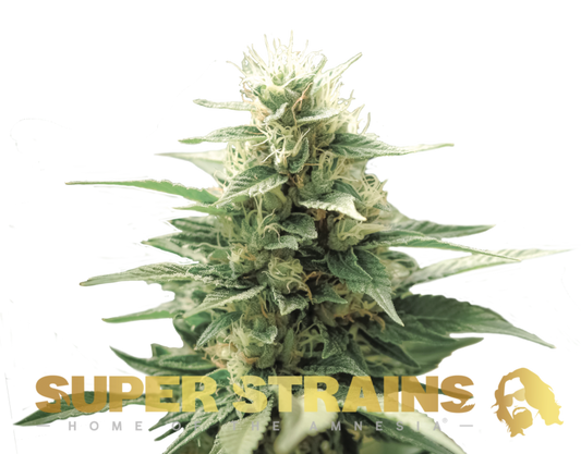 Super Strain Seeds - Autoflowering - FINI (21% THC) 🌱