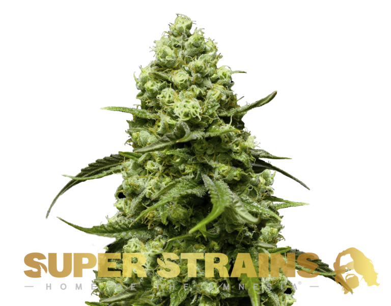 Super Strain Seeds - Autoflowering - TURING (20% THC) 🌱