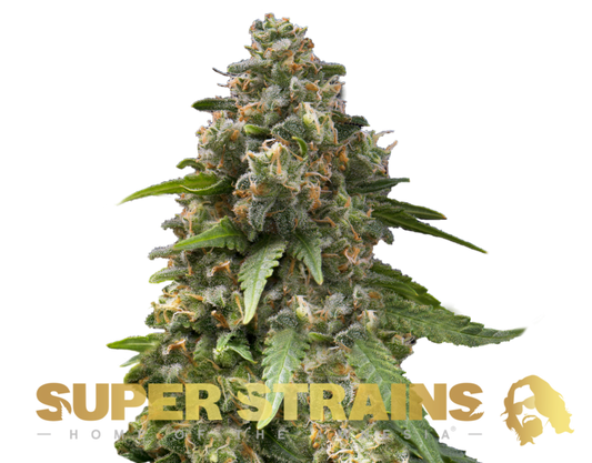 Super Strain Seeds - Enemy of the State (23% THC) 🌱