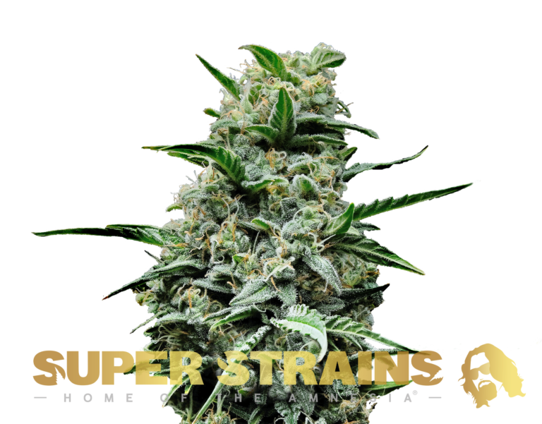 Super Strain Seeds - Feminisiert - Mexican Candy (22% THC) 🌱