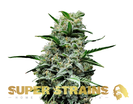Super Strain Seeds - Feminisiert - Mexican Candy (22% THC) 🌱