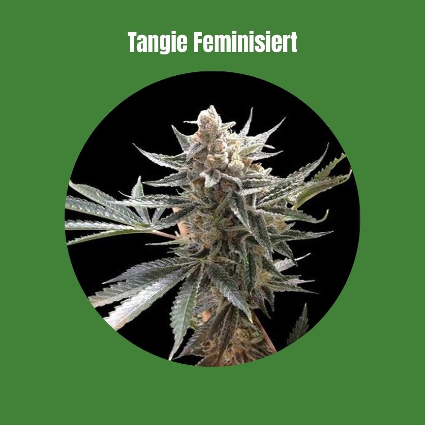 Tangie - Feminisiert (20% THC) 🌱