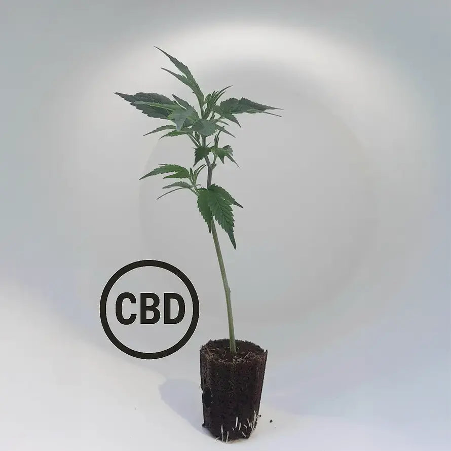 Blueberry Muffin CBD