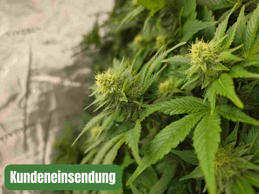 Devil´s Kiss Autoflower Samen (20% THC) 🌱 kundeneinsendung