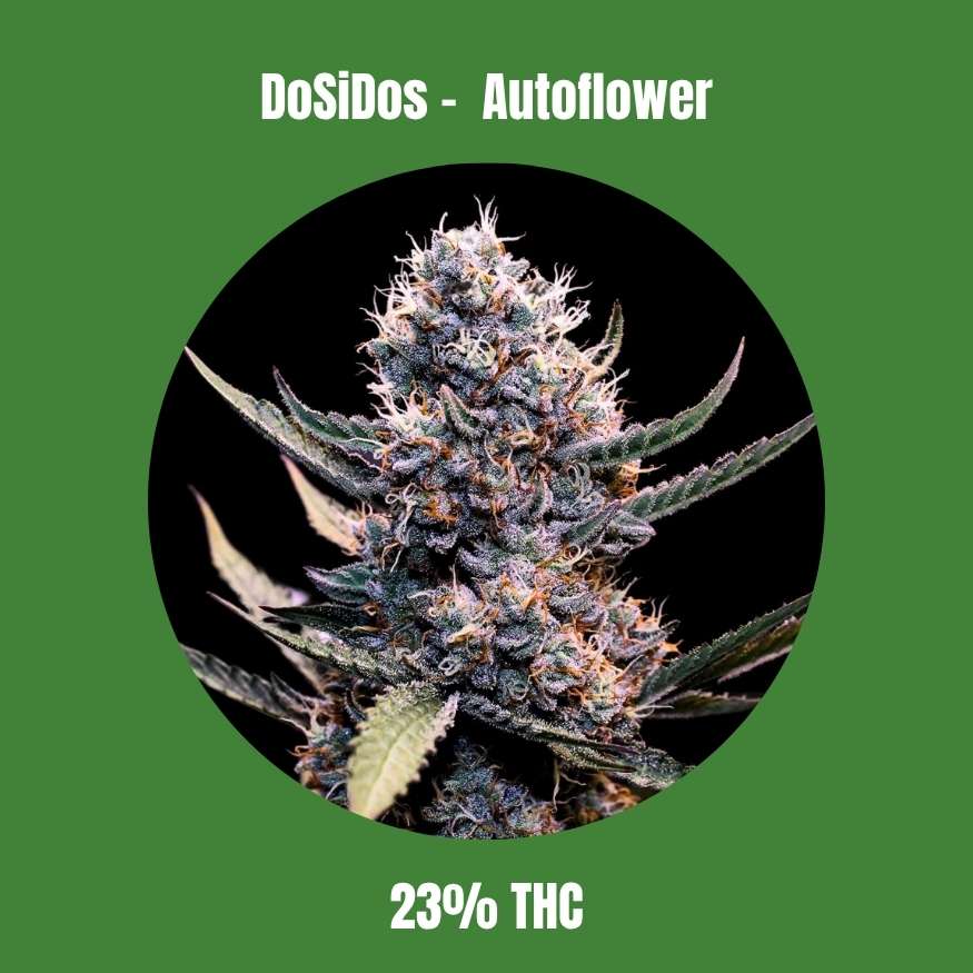 DoSiDos - Autoflower 🌱