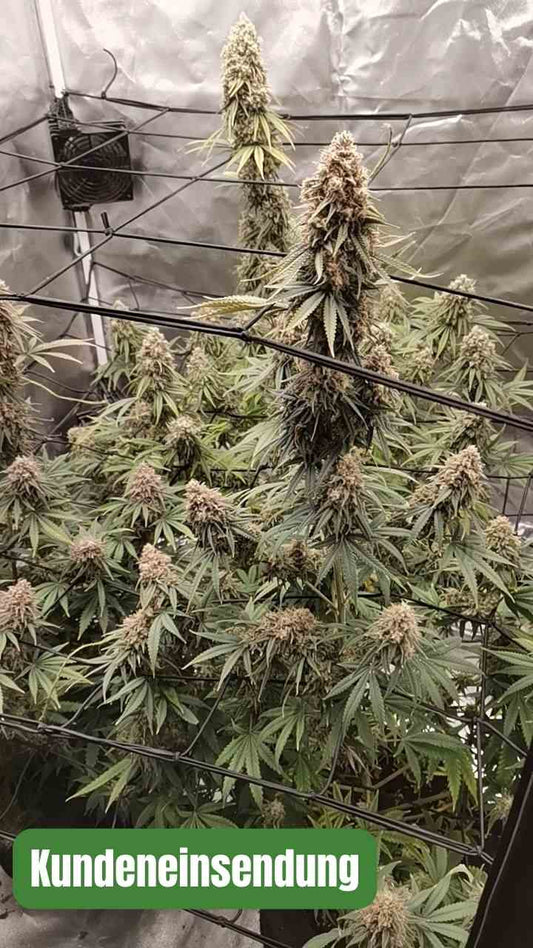 DoSiDos Samen - Feminisiert (32% THC) 🌱 Kundeneinsendung