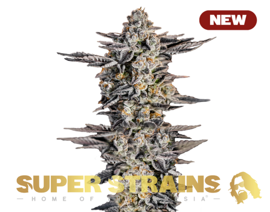 Super Strain Seeds - Gelato #33 (22% THC) 🌱