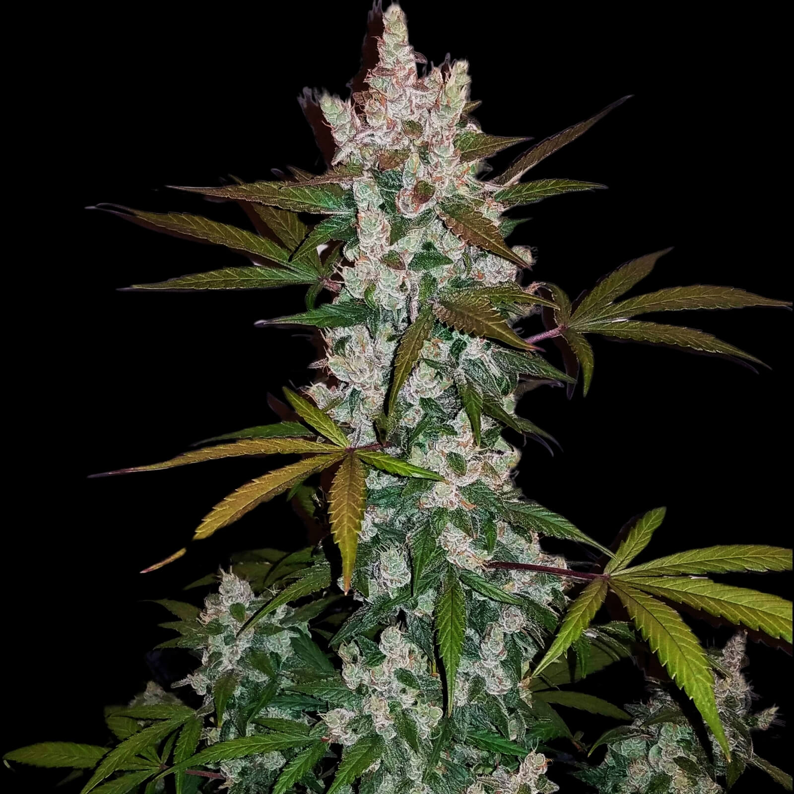 Green Scout Cookies Seeds - Feminisiert (20% THC) 🌱
