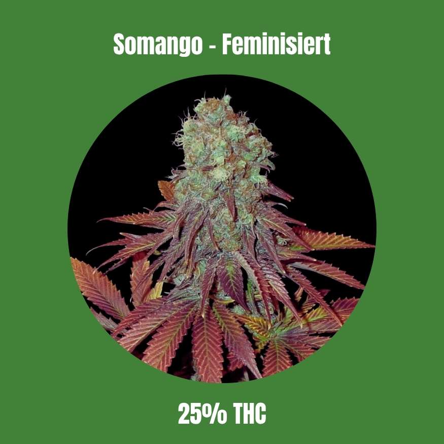Somango - Feminisiert 🌱