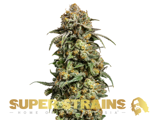 Super Strain Seeds - Cookies Krush (21% THC) 🌱