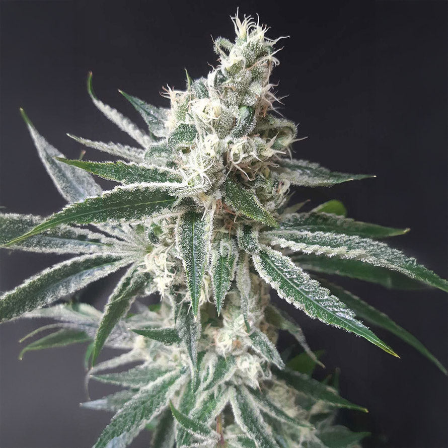 Tropicana Cookies