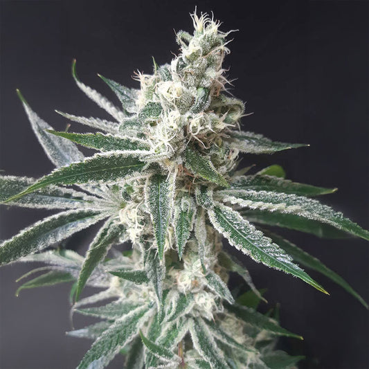 Tropicana Cookies Steckling