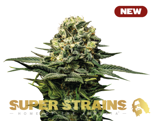 Super Strain Seeds - Wedding Cake (24% THC) 🌱