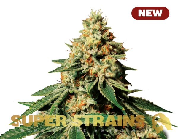 Super Strain Seeds - Zkittlez (22% THC) 🌱
