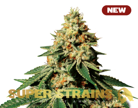 Super Strain Seeds - Zkittlez (22% THC) 🌱