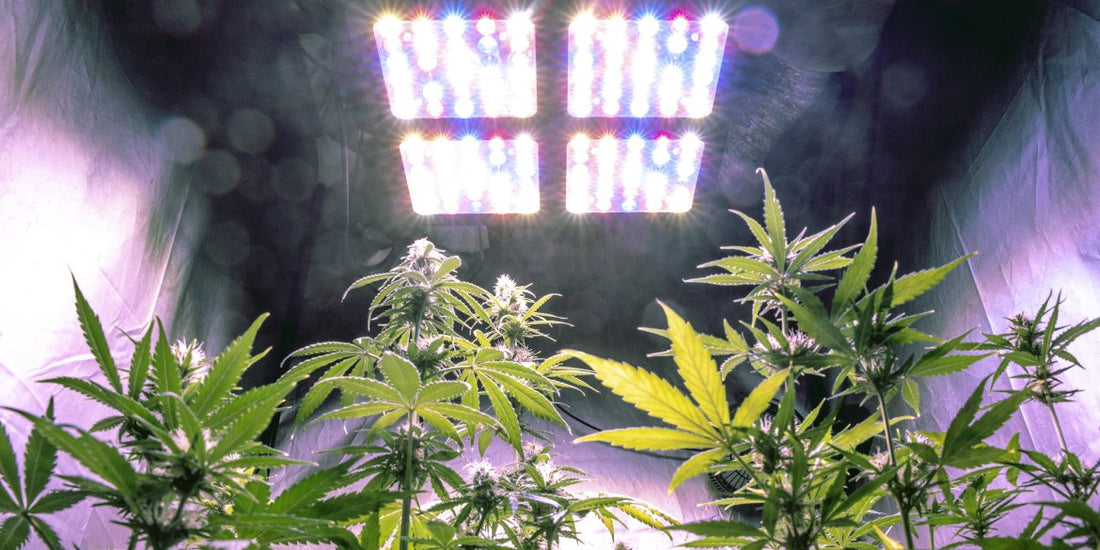Autoflower Lichtzyklus verstehen & Ertrag steigern