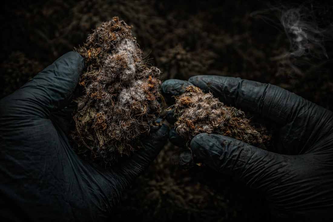 Budrot und wie du ihn erkennen, bekämpfen und vorbeugen kannst