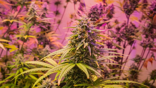 Cannabis Topping: Eine High-Stress-Technik für dichtere und harzigere Blüten