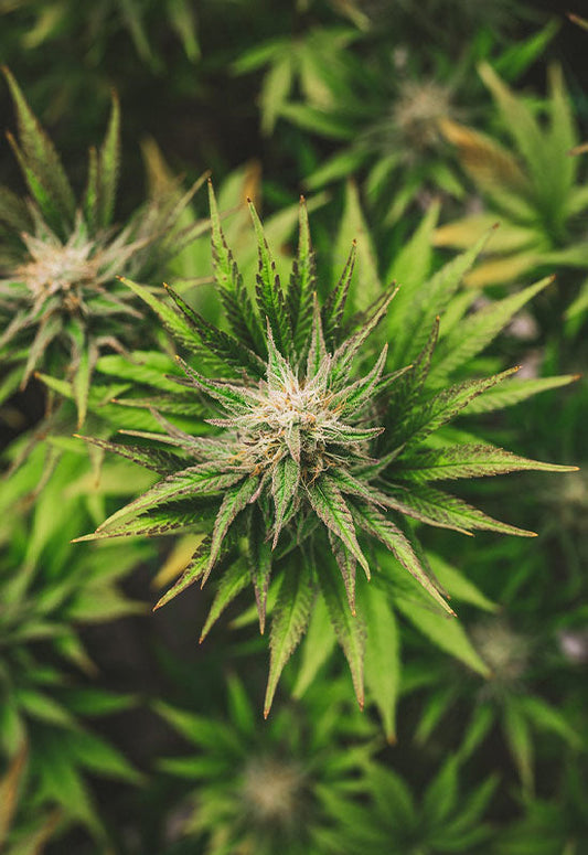 Die Sorte White Widow: Wirkung, Genetik, Terpenprofil und Tipps zum Anbau