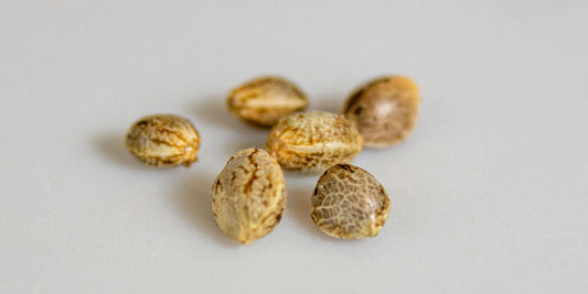 Welche sind die besten Cannabissamen für Anfänger?