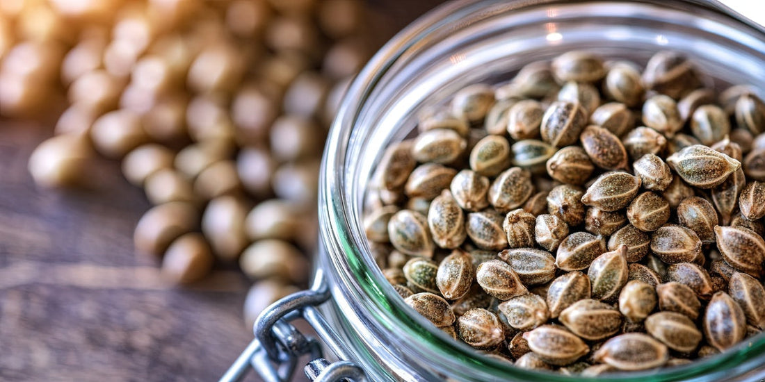 Wie wähle ich die richtigen Cannabissamen aus?