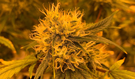 Amnesia Haze: Wirkung, Herkunft & Geschmack