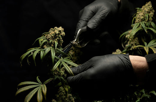 cannabis-beschneiden-blog