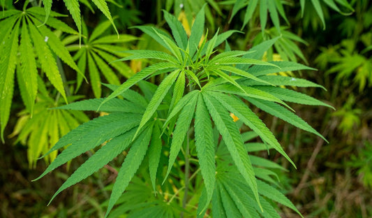 Cannabis Eisenmangel: Symptome erkennen & richtig behandeln